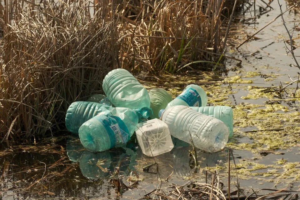 Mai multe sticle de plastic de culori diferite plutesc în apă lângă vegetația deasă din marginea unui râu sau al unui lac.
