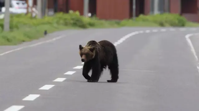 Un urs brun merge pe o stradă asfaltată cu linii albe discontinue pe margini.