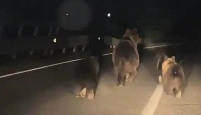 Trei urși merg pe o stradă asfaltată pe timp de noapte sub lumina farurilor.