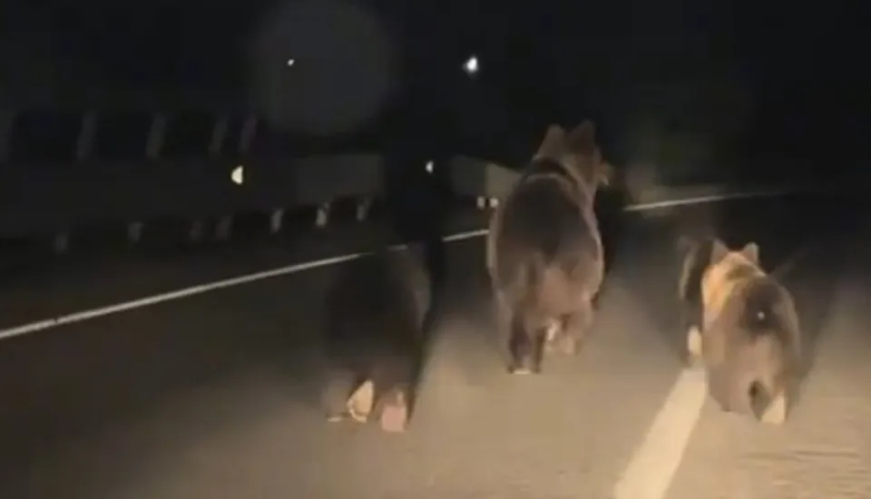 Trei urși merg pe o stradă asfaltată pe timp de noapte sub lumina farurilor.