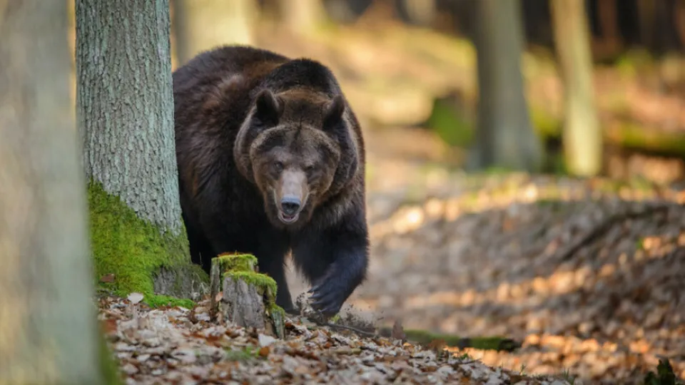 Un urs brun merge prin pădure pe un teren acoperit cu frunze uscate lângă un trunchi de copac.