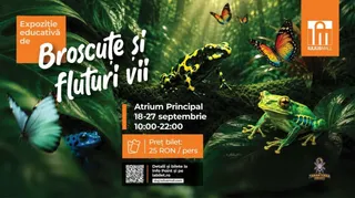 Un afiș cu ilustrații digitale de broscuțe verzi și galbene și fluturi colorați pe un fundal de frunze verzi de junglă.