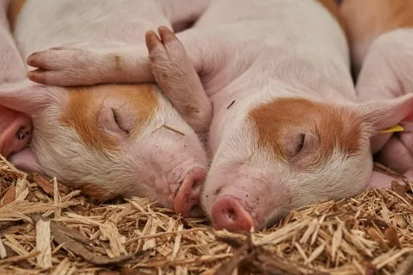 Două porci mici cu pete maronii dorm întinse pe un lit de paie uscată.
