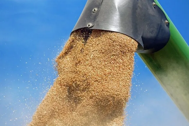 Cereale aurii curg din conducta verde a unei combine, pe cer albastru.
