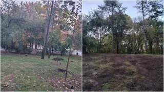 Două imagini alăturate arătând un peisaj de pădure cu copaci, iarbă verde și solul expus, cu frunze de toamna căzute pe pământ.
