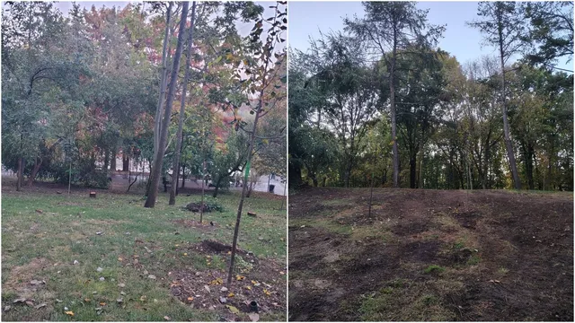 Două imagini alăturate arătând un peisaj de pădure cu copaci, iarbă verde și solul expus, cu frunze de toamna căzute pe pământ.