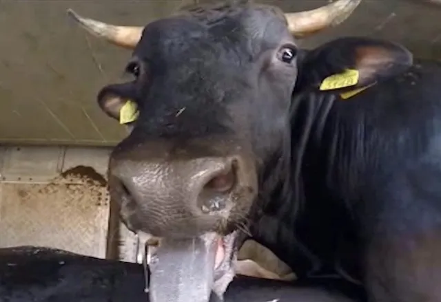 Un bovin negru cu coarne și etichete galbene în urechi scoate limba într-un spațiu cu pereți albi.