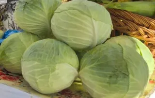 Câteva căpățâni de varză verde sunt așezate pe o suprafață decorată lângă un coș de răchită.