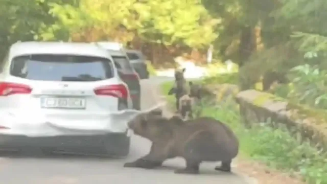 Un urs merge pe un drum lângă un autoturism alb și vegetație abundentă.