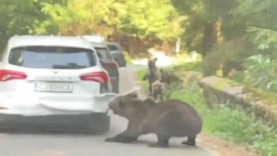 Un urs merge pe un drum lângă un autoturism alb și vegetație abundentă.