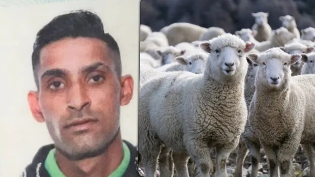 Un bărbat cu părul scurt și o turmă de oi pe un fundal de vegetație sunt prezente într-un colaj de două imagini separate.