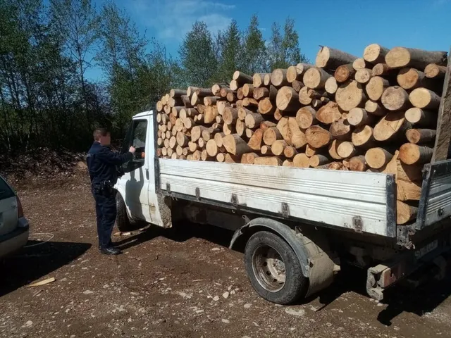 Un bărbat în haine închise stă lângă cabina unui camion alb care transportă o încărcătură de bușteni de lemn pe un teren de pământ.