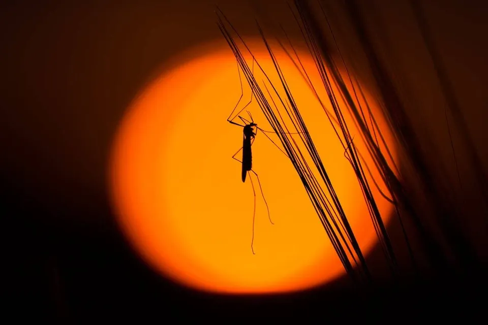 Silueta unui insectoid este poziționată pe câteva fire de iarbă în fața unui disc solar portocaliu pe un fundal întunecat.