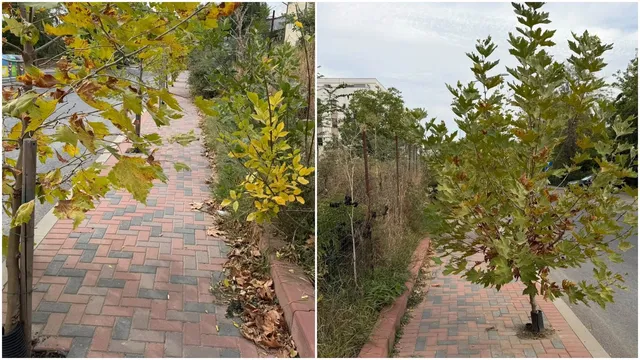 Două fotografii prezintă un trotuar pavat cu cărămizi colorate, delimitat de vegetație și copaci cu frunziș verde și galben sub un cer înnorat.
