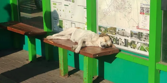 Un câine de culoare deschisă doarme întins pe o bancă de lemn situată în fața unor panouri informative verzi.