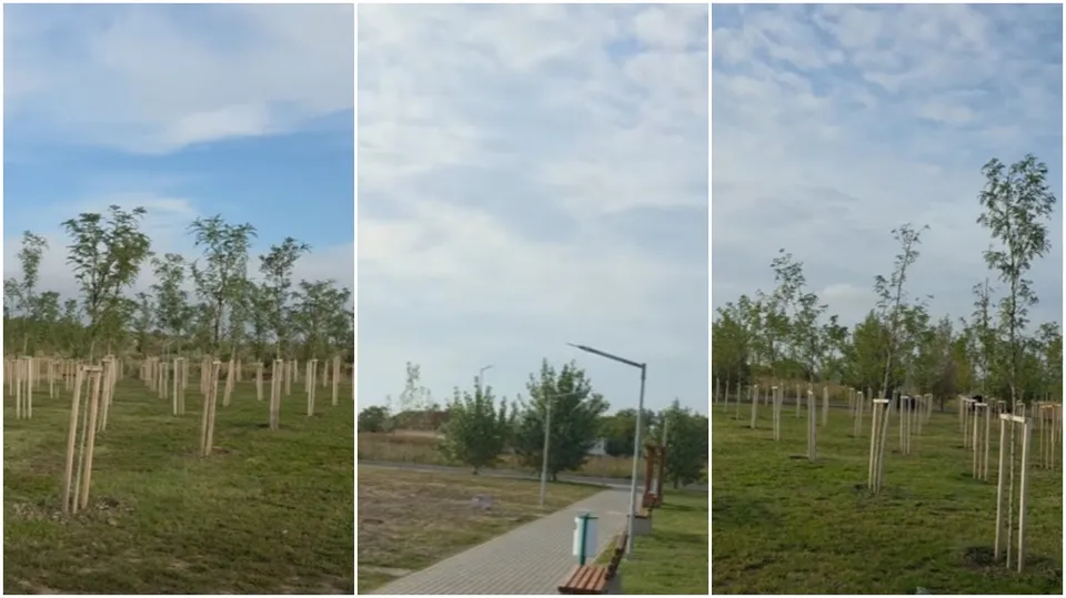 Trei imagini prezintă arbori tineri plantați în terenuri cu iarbă, susținuți de bețe de lemn și un drum pietonal cu o bancă și un stâlp.