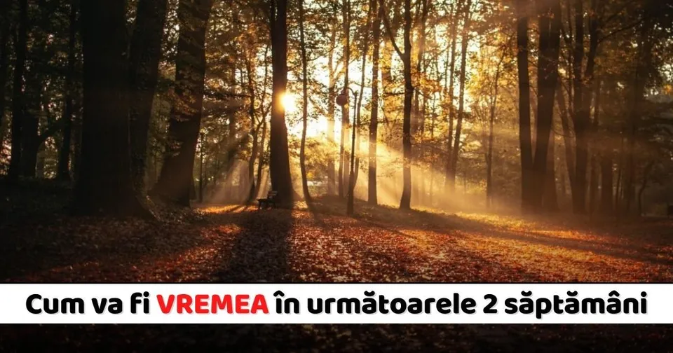 Razele soarelui străbat copacii înalți într-o pădure cu frunziș de toamnă și lumină difuză pe solul acoperit de frunze.