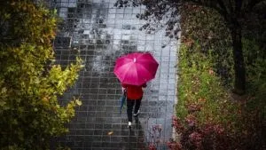 O persoană cu o umbrelă roz merge pe un trotuar umed printre copaci și vegetație.