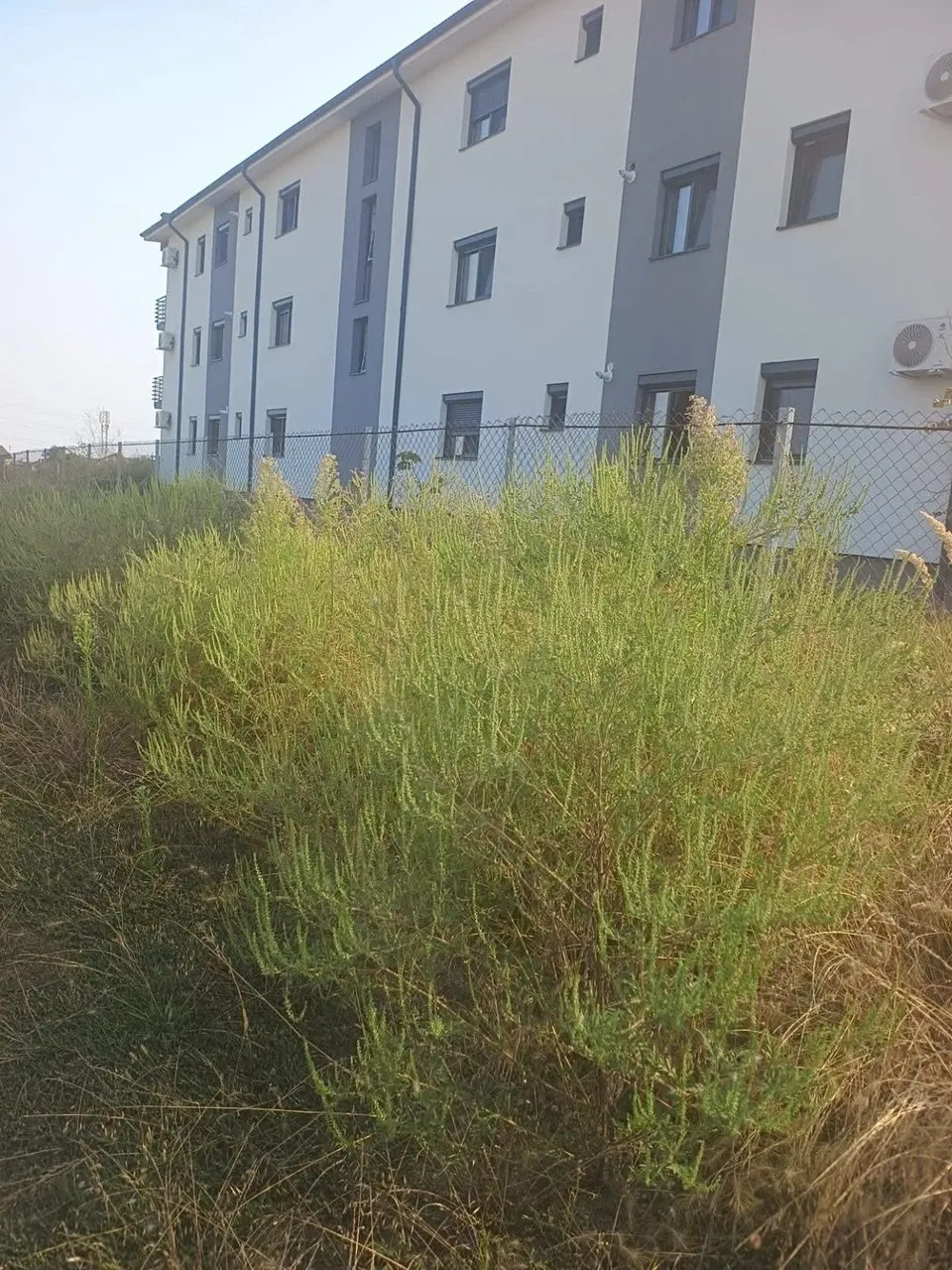 Un grup de plante verzi și înalte crește într-un teren gol în fața unei clădiri gri și albe cu ferestre întunecate.
