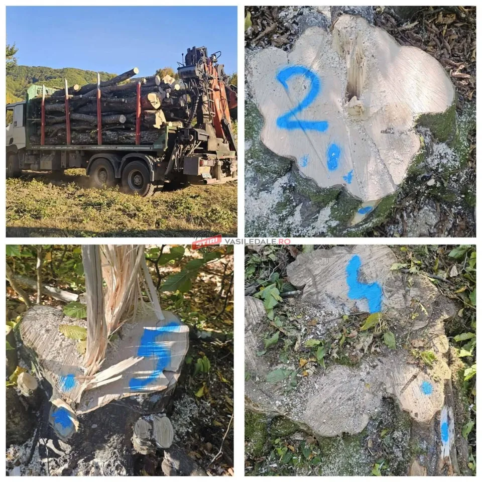 Un camion transportă bușteni pe un drum de teren, alături de fotografii cu tăieturi de trunchiuri de copaci marcate cu cifre albastre.