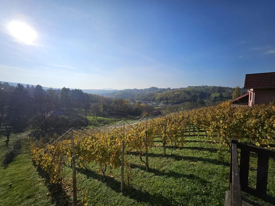 Rânduri de viță-de-vie cu frunze gălbui se întind pe o pantă verde, lângă o construcție cu acoperiș, sub cer senin.