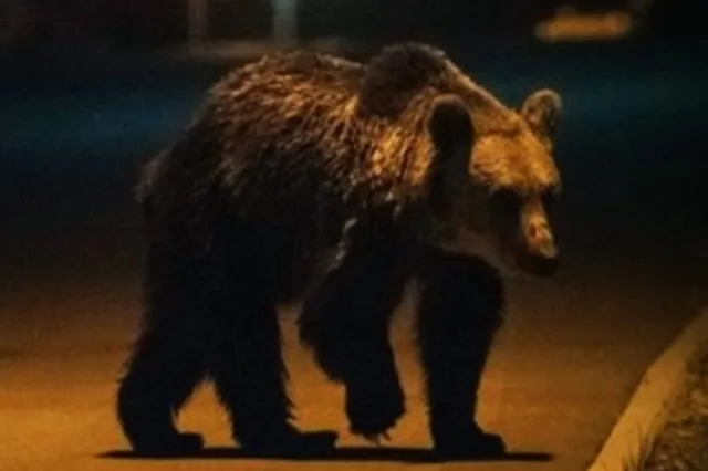 Un urs brun merge pe o suprafață asfaltată într-un mediu întunecat.