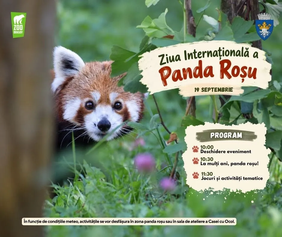 Un panda roșu cu blană maro-roșie și zone albe pe față privește spre cameră printre frunze verzi și plante.