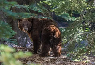 Un urs brun stă pe un trunchi de copac căzut într-o pădure cu vegetație densă.