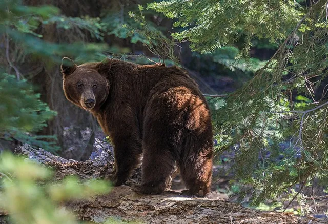Un urs brun stă pe un trunchi de copac căzut într-o pădure cu vegetație densă.