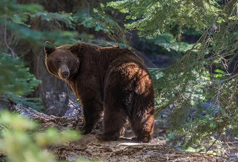 Un urs brun stă pe un trunchi de copac căzut într-o pădure cu vegetație densă.