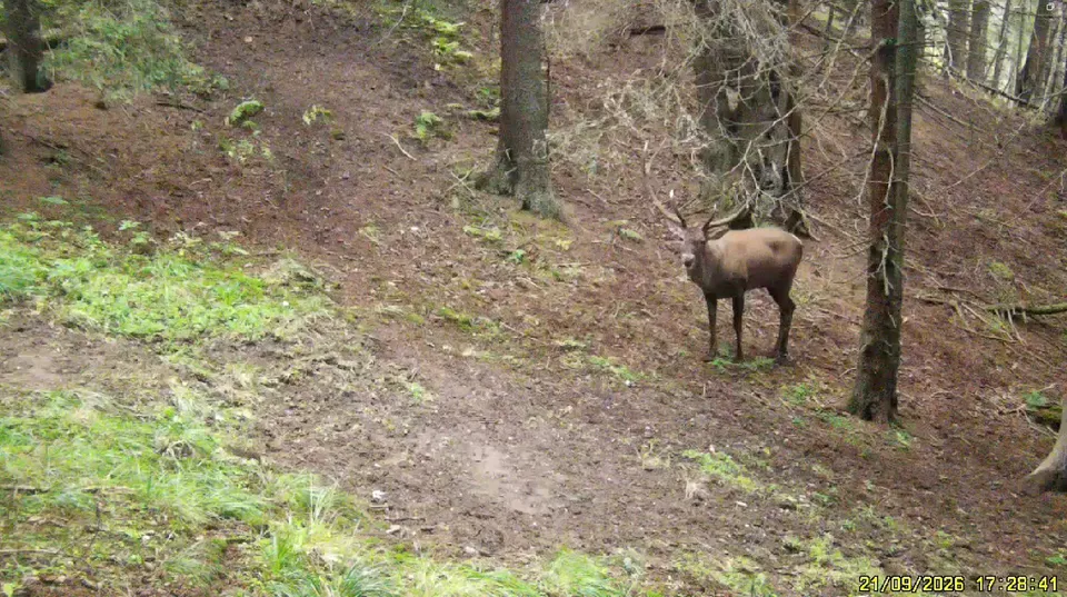 Un cerb cu coarne mari stă pe un pante împădurit, înconjurat de arbori și vegetație verde la sol.
