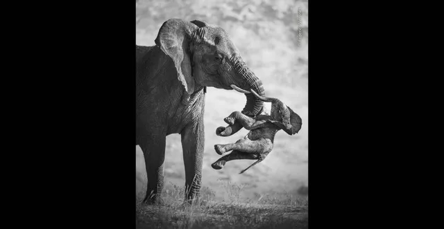 Un elefant mare stă în picioare și folosește trompa pentru a ridica un pui de elefant în aer într-un peisaj deschis.