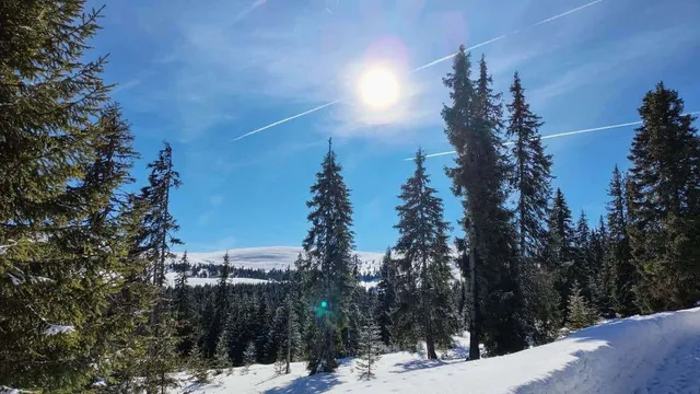 O pădure de conifere acoperită de zăpadă sub un cer albastru cu soare strălucitor și trasee de avioane.