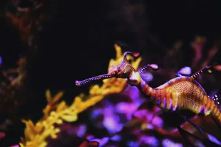 Două creaturi marine cu corp subțire și bot lung înoată printre plante subacvatice colorate pe un fundal întunecat.