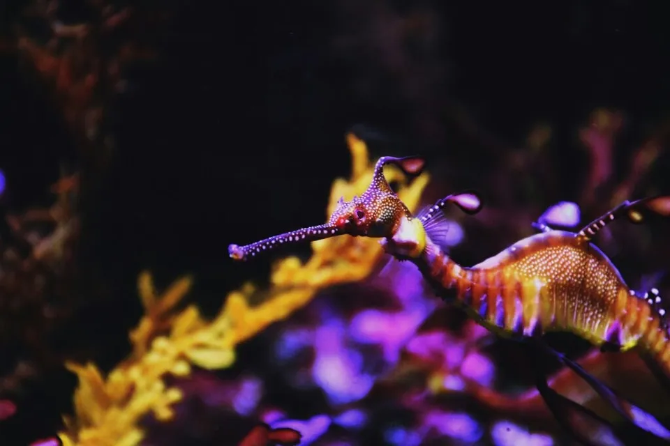 Două creaturi marine cu corp subțire și bot lung înoată printre plante subacvatice colorate pe un fundal întunecat.