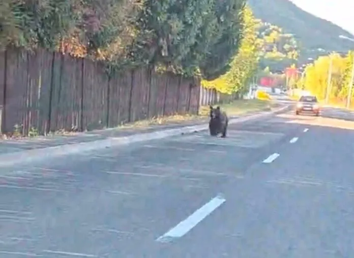 Un urs brun merge pe marginea unei drumuri asfaltate lângă un gard de lemn și vegetație înaltă.