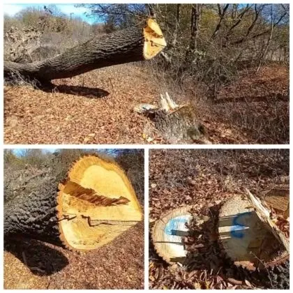 Un trunchi de copac tăiat zace pe un teren acoperit cu frunze uscate lângă un ciot.