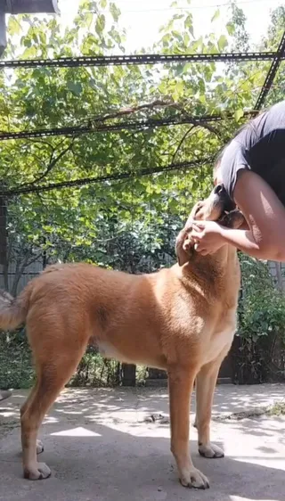 O persoană în brațe ține capul unui câine de culoare maro deschis într-o zonă exterioară cu vegetație verde în fundal.