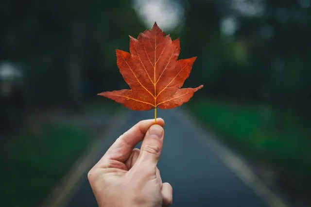 O mână ține o frunză de arțar de culoare portocalie în fața unui drum asfaltat și a unor copaci verzi din fundal.