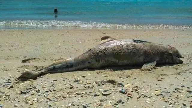 Un animal marin de talie mare, cu pielea gri și textură rugoasă, este întins pe o plajă nisipoasă lângă linia de apă.