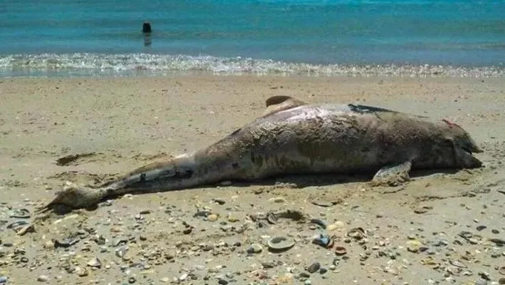 Un animal marin de talie mare, cu pielea gri și textură rugoasă, este întins pe o plajă nisipoasă lângă linia de apă.