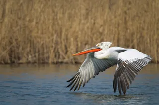 Un pelican alb cu aripi întinse zboară deasupra unei suprafețe de apă lângă un tufiș de trestie uscată.