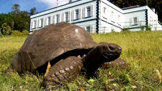 O broască țestoasă mare stă pe un câmp de iarbă verde în fața unei clădiri albe cu ferestre și obloane.