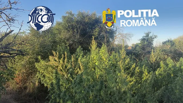 Plante verzi cu frunze ascuțite cresc într-un teren cu vegetație densă sub un cer senin, având logo-uri suprapuse în partea superioară a imaginii.