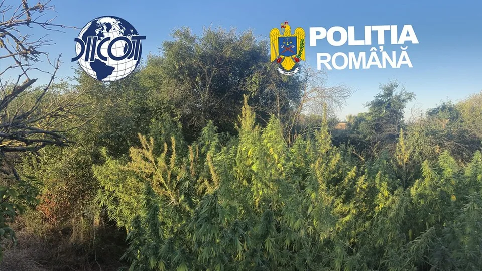 Plante verzi cu frunze ascuțite cresc într-un teren cu vegetație densă sub un cer senin, având logo-uri suprapuse în partea superioară a imaginii.