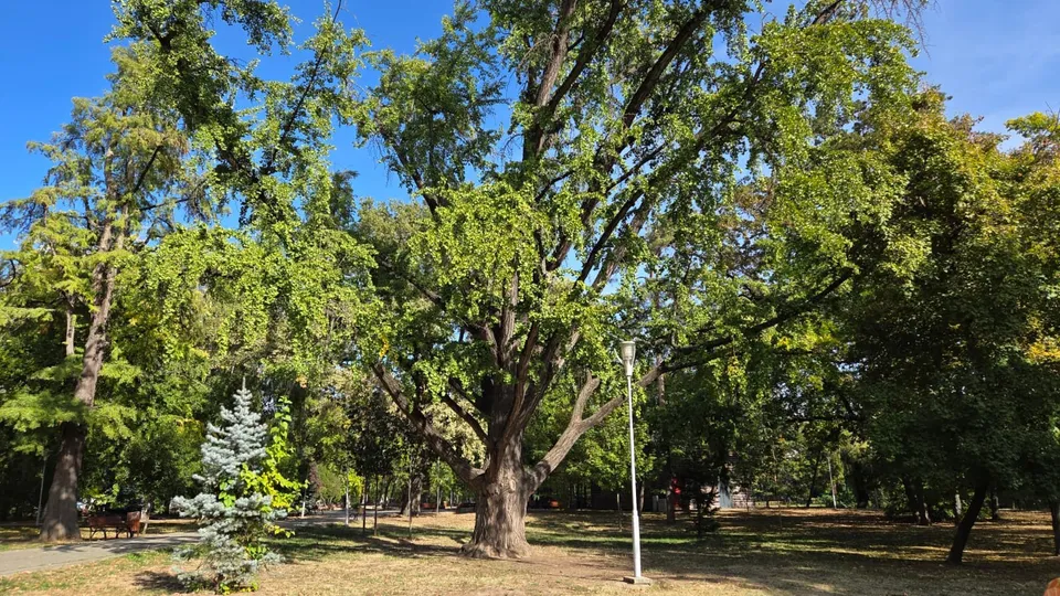 Un arbore mare cu frunziș verde și trunchi gros stă într-un parc lângă un stâlp alb sub un cer senin.