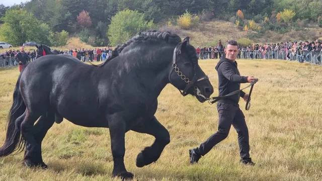 Un bărbat în haine negre conduce un cal negru mare pe un câmp de iarbă, în fața unei mulțimi de oameni.