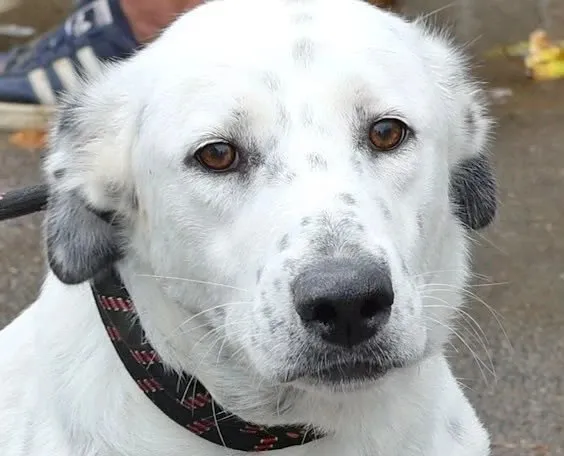 Un câine cu blană albă și pete gri poartă o zgardă neagră cu modele roșii.