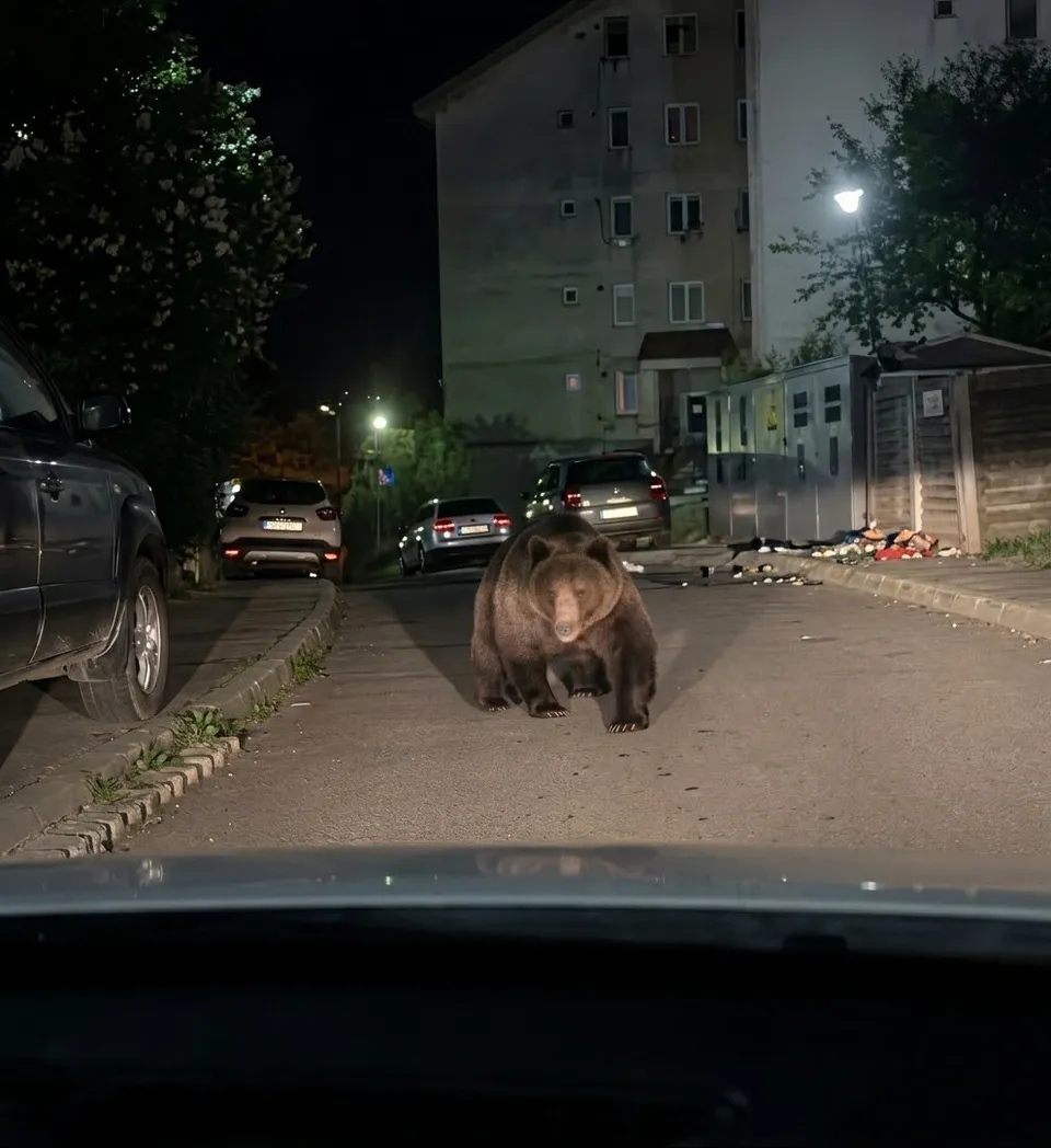 Un urs brun merge pe un drum asfaltat lângă mașini parcate și clădiri într-un mediu urban noaptea.