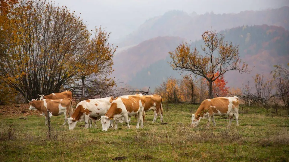 Mai multe vaci de culoare albă cu pete maronii pășesc pe un câmp verde în fața unor copaci cu frunze de toamnă și munți în fundal.